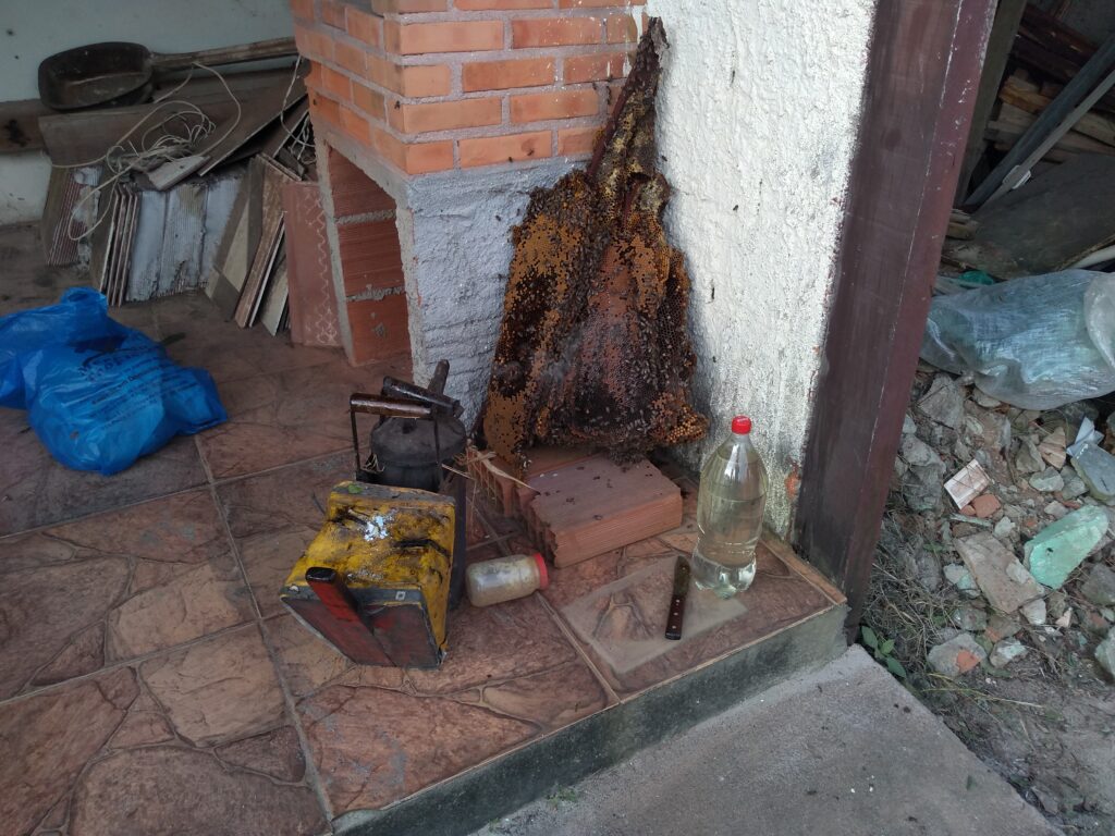 abelhas vespas e marimbondos