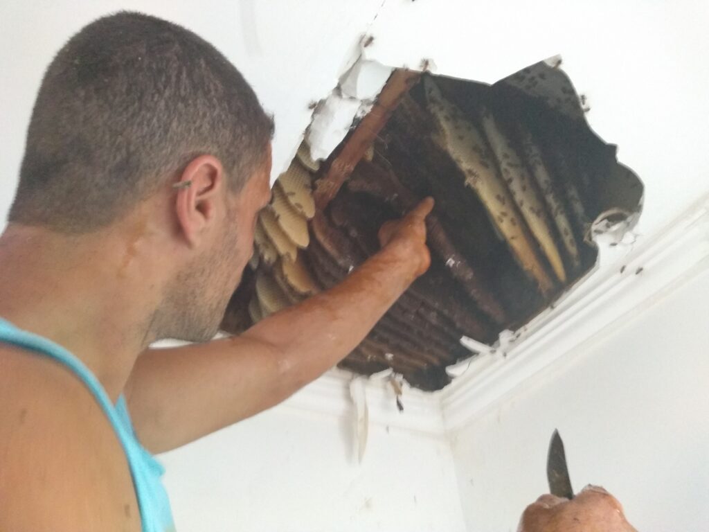 Remoção de abelhas Búzios - RJ​